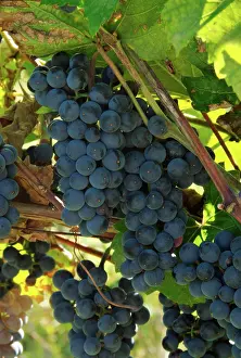 Grapes: Marechal Foch Grapes