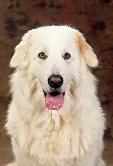 Maremma: MAREMMA SHEEPDOG