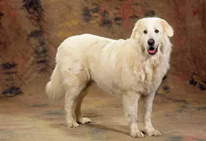 Maremma: MAREMMA SHEEPDOG
