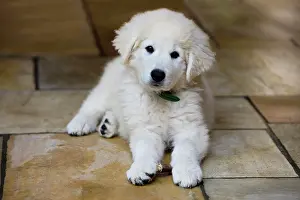 Tiled: Maremma Sheepdog, puppy lying on tiled floor, northern