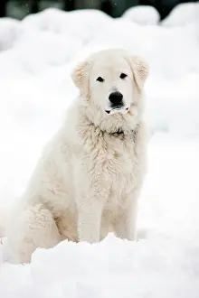 Maremma: Maremma Sheepdog sitting in the snow, North Tyrol