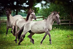 Mares: Two mares, Konik or Polish wild horses