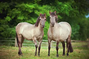 Mares: Two mares, Konik or Polish wild horses