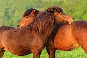 Mares: Mares nibbling each other's back on the pasture