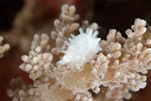 Cowrie: Margarita Egg Cowrie