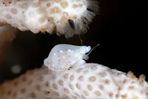 Disguise: Margarita Egg Cowrie - camouflaged on coral