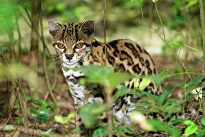 Wiedii: Margay