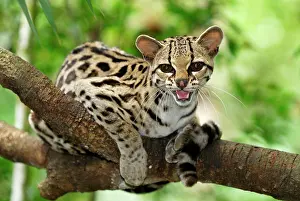 Wiedii: Margay