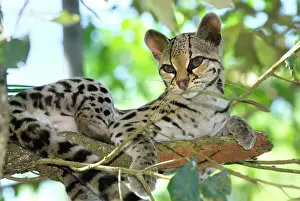 Wiedii: Margay