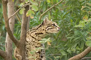Wiedii: Margay