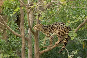 Wiedii: Margay