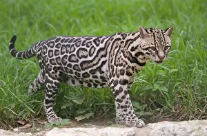 Wiedii: Margay