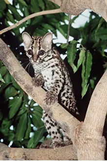 Margay: MARGAY