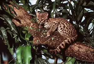 Margay: Margay Cat - in tree