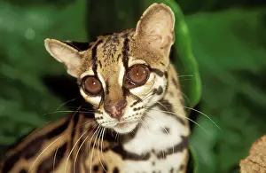 Leopardus: MARGAY - close up