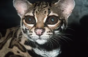 Margay: MARGAY - close-up of face