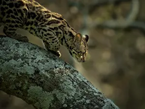 Meat: Margay (Leopardus wiedii), young female in capti