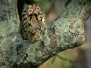 Meat: Margay (Leopardus wiedii), young female in capti