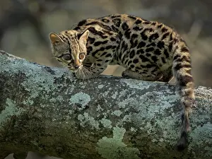 Meat: Margay (Leopardus wiedii), young female in capti