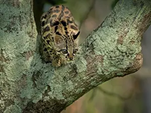 Meat: Margay (Leopardus wiedii), young female in capti