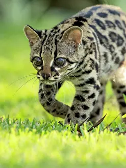 Meat: Margay (Leopardus wiedii), young female in capti