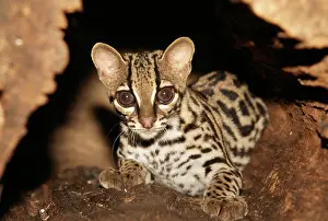 Leopardus: MARGAY - sitting