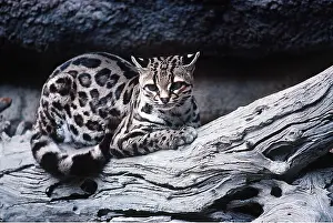 Margay: MARGAY - sitting on branch