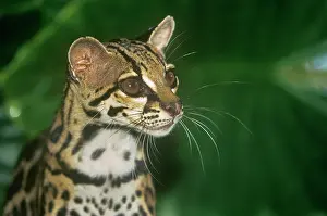 Leopardus: Margay / Tree Ocelot
