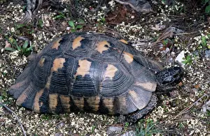 Marginata: MARGINATED TORTOISE