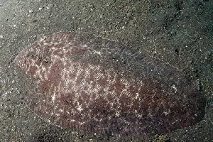 Margined: Margined Sole in black sand