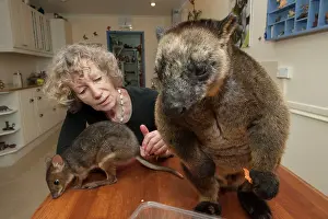 Agile: Margit Cianelli with a 11 year old Lumholtz's Tree Kangaroo