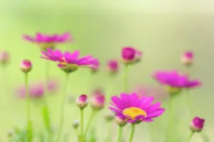 Marguerite: Marguerite