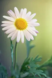 Marguerite: Marguerite