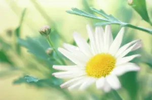 Marguerite: Marguerite