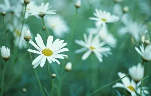 Marguerite: Marguerite
