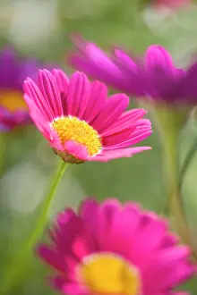 Frutescens: Marguerite Daisies