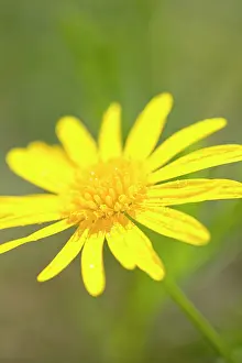 Frutescens: Marguerite Daisy