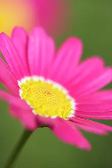 Frutescens: Marguerite Daisy