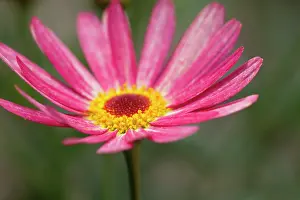 Marguerite: Marguerite daisy, Argyranthemum frutescens LaRita