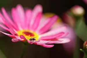 Marguerite: Marguerite daisy, Argyranthemum frutescens LaRita