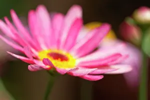 Marguerite: Marguerite daisy, Argyranthemum frutescens LaRita