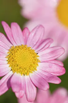 Frutescens: Marguerite Daisy - pink flowers