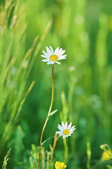 Leucanthemum: Marguerite (Leucanthemum vulgare) blooming in a