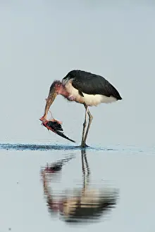 Crumeniferus: Maribou Stork - eating dead flamingo in water