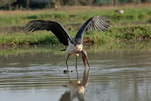 Crumeniferus: Maribou Stork - fishing