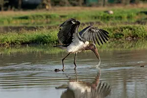 Crumeniferus: Maribou Stork - fishing