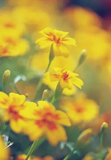 Tagetes: Marigold