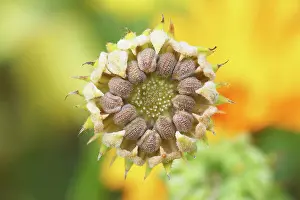Homeopathic: Marigold