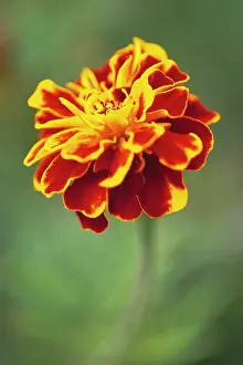 Tagetes: Marigold