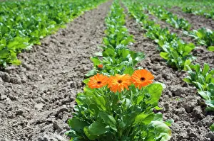 Leadership: Marigold